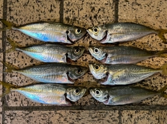 アジの釣果