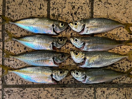 アジの釣果