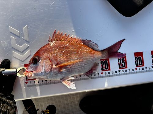 マダイの釣果