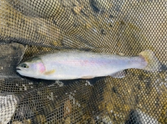 ニジマスの釣果