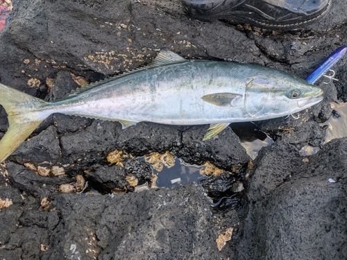 ヤズの釣果