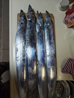 タチウオの釣果