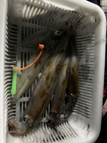 ヤリイカの釣果