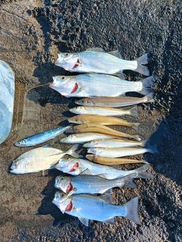 シロギスの釣果