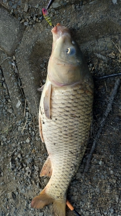 コイの釣果