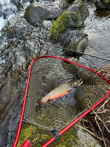 トラウトの釣果