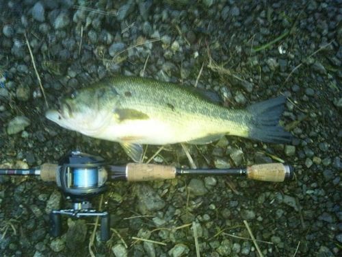 ラージマウスバスの釣果