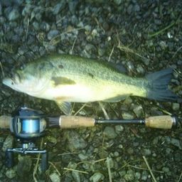 ラージマウスバス