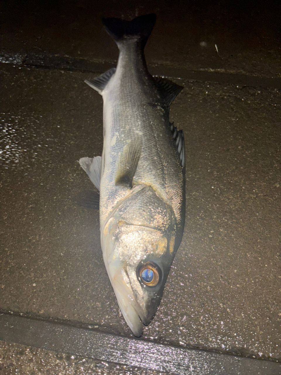 セイゴ（タイリクスズキ）