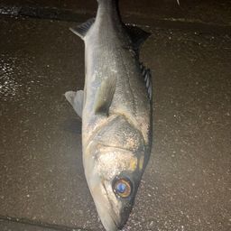 セイゴ（タイリクスズキ）