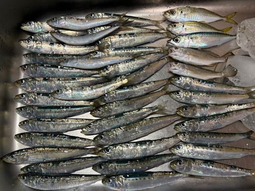 イワシの釣果