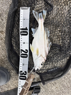 コトヒキの釣果