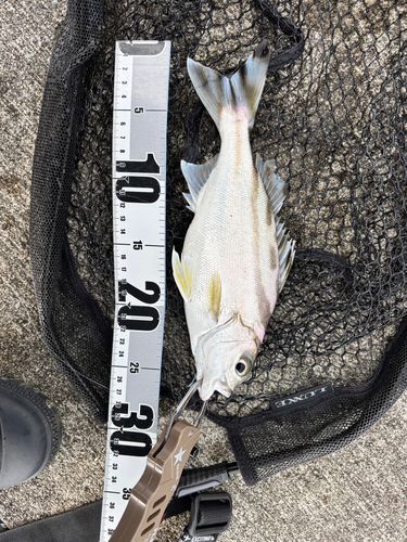 コトヒキの釣果