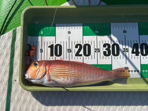 アカアマダイの釣果