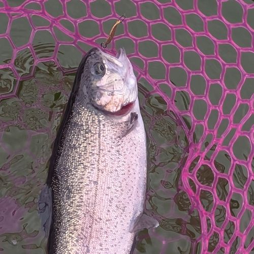 ニジマスの釣果