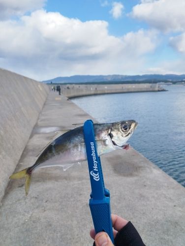 マアジの釣果