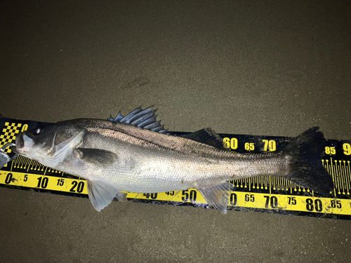 由良川河口（京都）