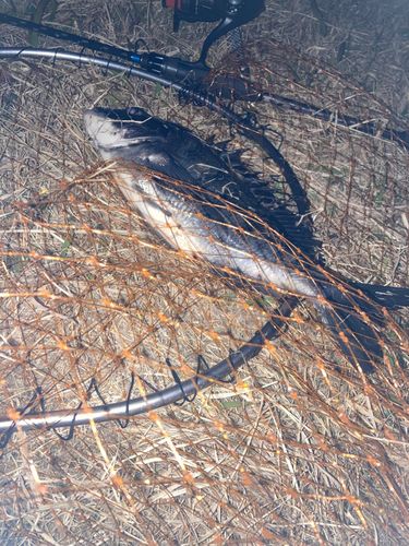 チンチンの釣果