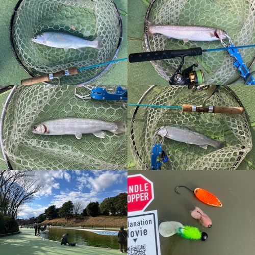 ニジマスの釣果