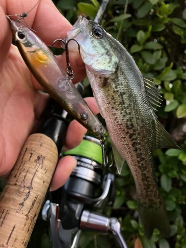 ブラックバスの釣果