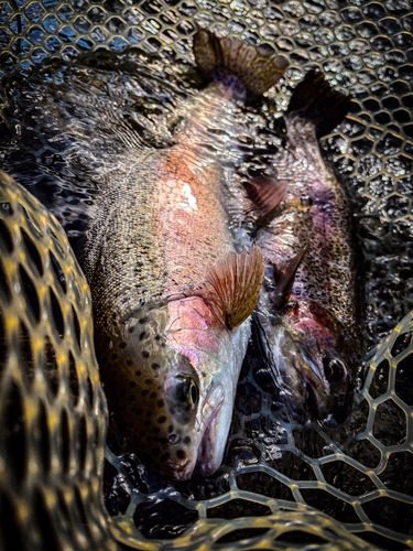 レインボートラウトの釣果