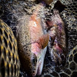 レインボートラウト