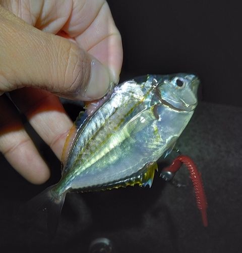 ヒイラギの釣果