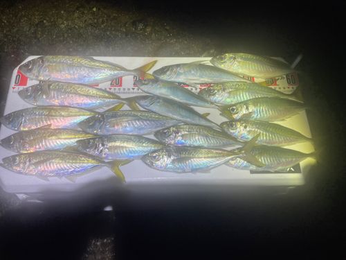 アジの釣果
