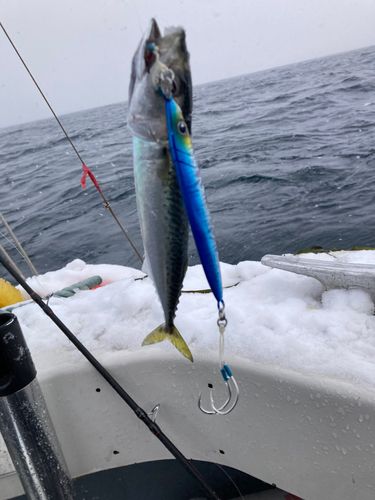 サバの釣果