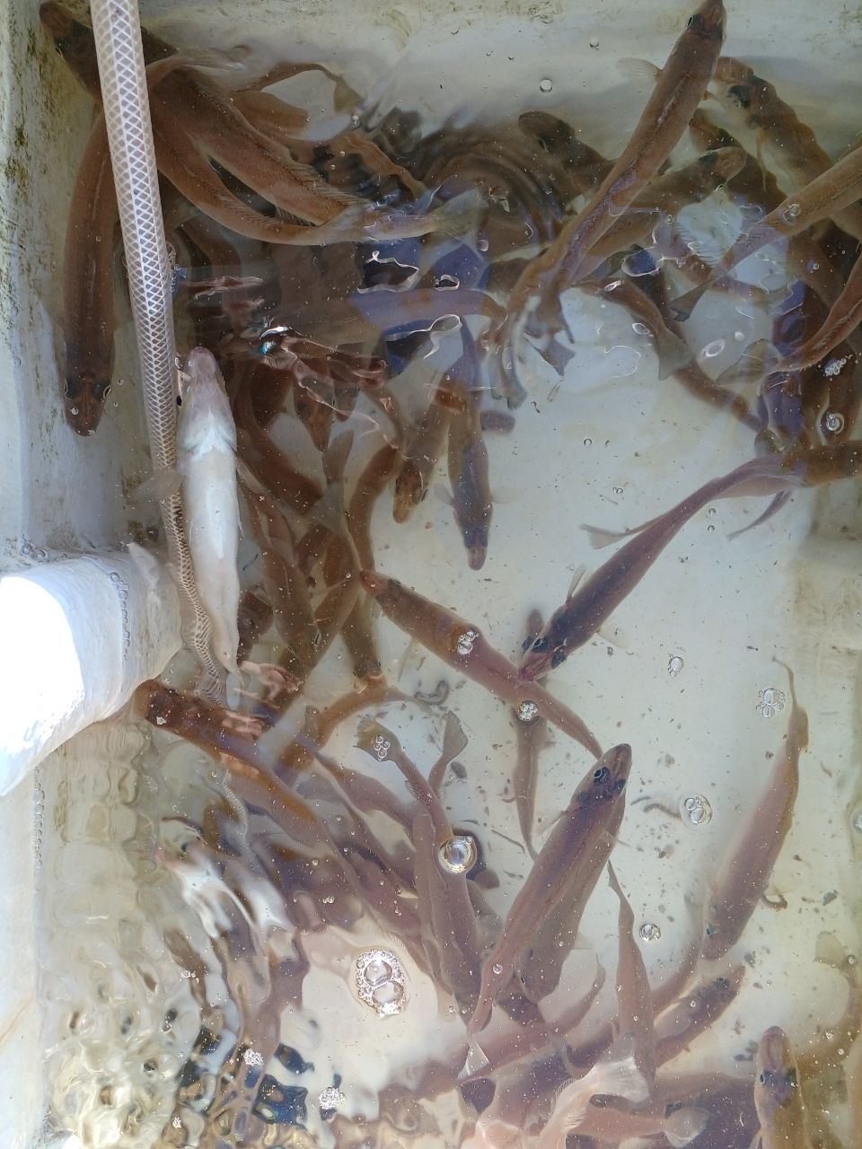 アングラ～たつさんの釣果 1枚目の画像