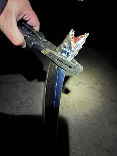 タチウオの釣果