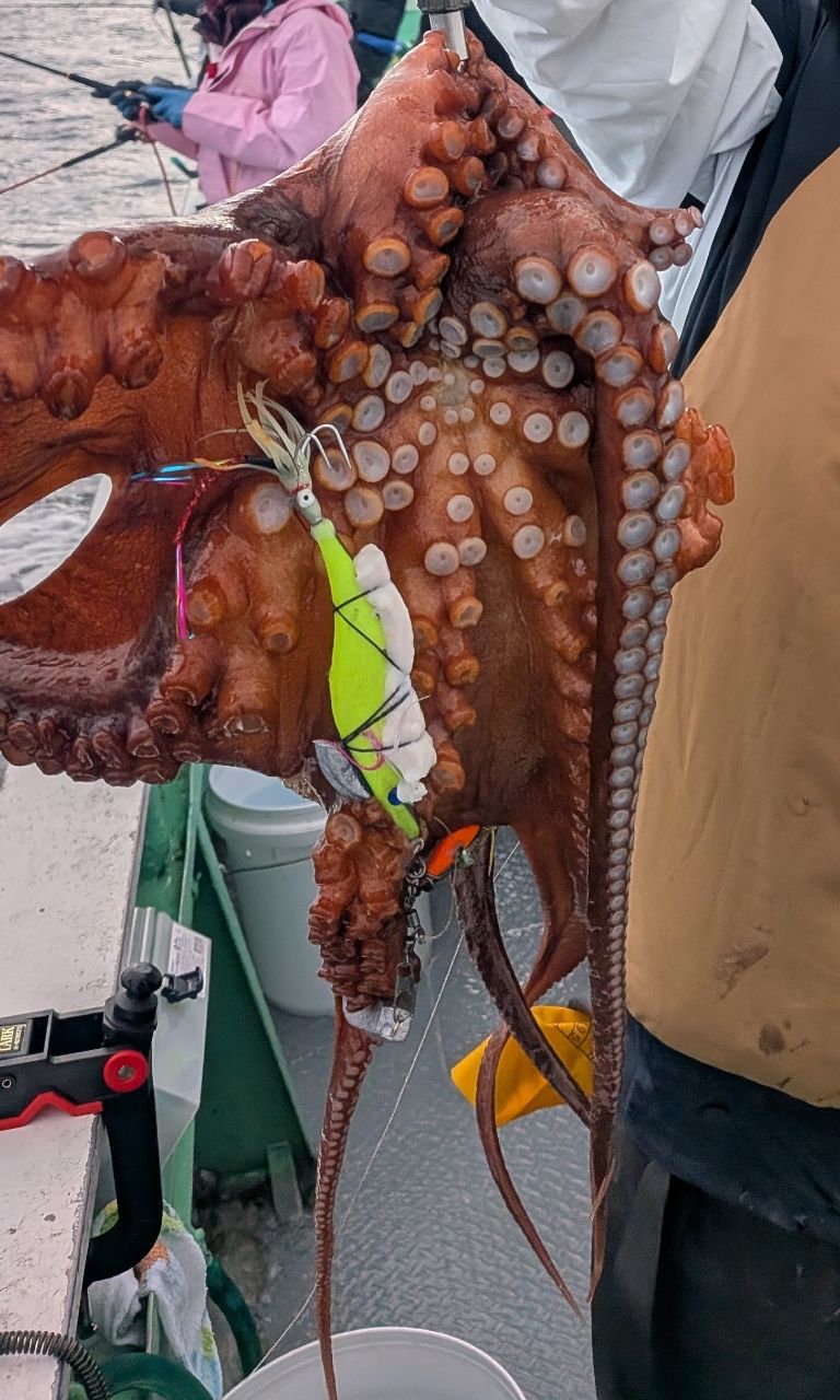 どるしさんの釣果 1枚目の画像