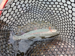 ニジマスの釣果
