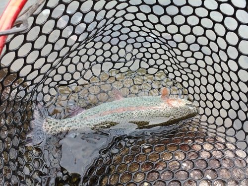 ニジマスの釣果