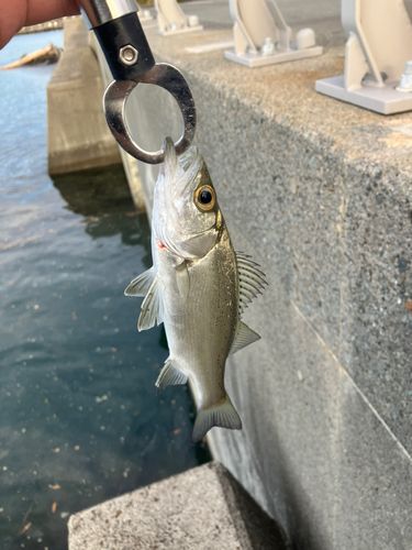 セイゴ（ヒラスズキ）の釣果