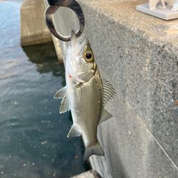 セイゴ（ヒラスズキ）