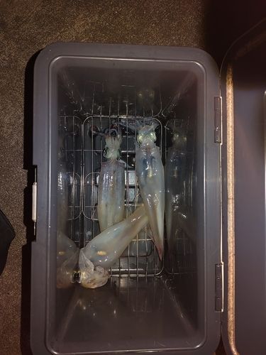 ヤリイカの釣果