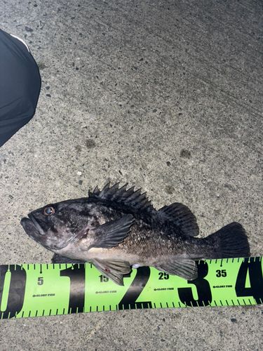 クロソイの釣果