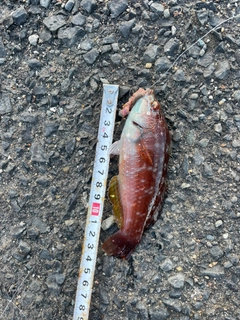 ホシササノハベラの釣果