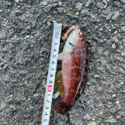 ホシササノハベラ