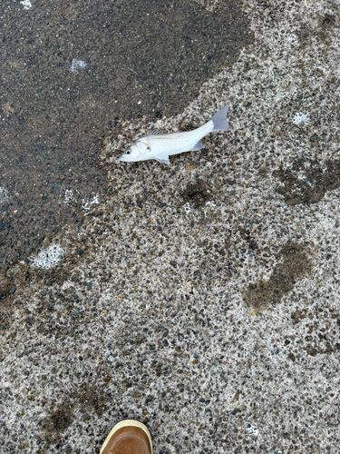 セイゴ（マルスズキ）の釣果