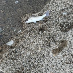 セイゴ（マルスズキ）