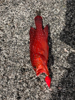 ユカタハタの釣果