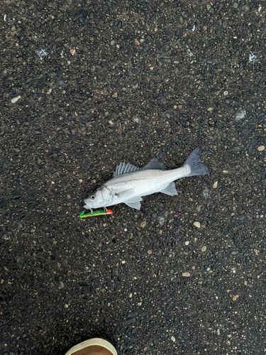 セイゴ（マルスズキ）の釣果