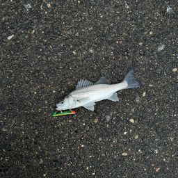 セイゴ（マルスズキ）