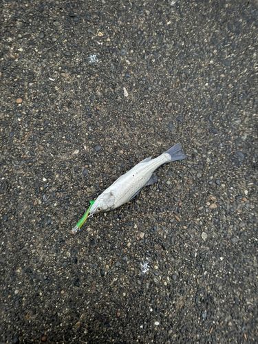 セイゴ（マルスズキ）の釣果