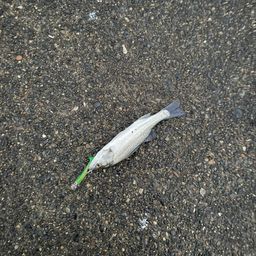 セイゴ（マルスズキ）