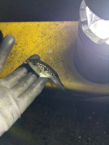 クサフグの釣果