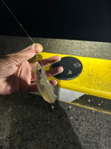 シロギスの釣果