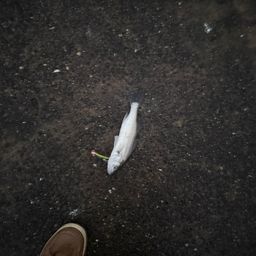 セイゴ（マルスズキ）